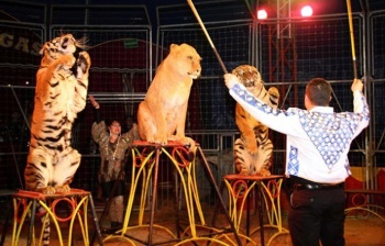 felinos-de-circo